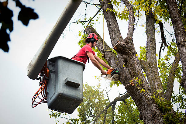 Best Hazardous Tree Removal  in Stansberry Lake, WA